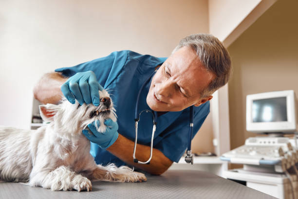 Best Broken or Chipped Tooth Repair in Hanceville, AL